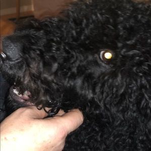 Meet your Posher, Marie